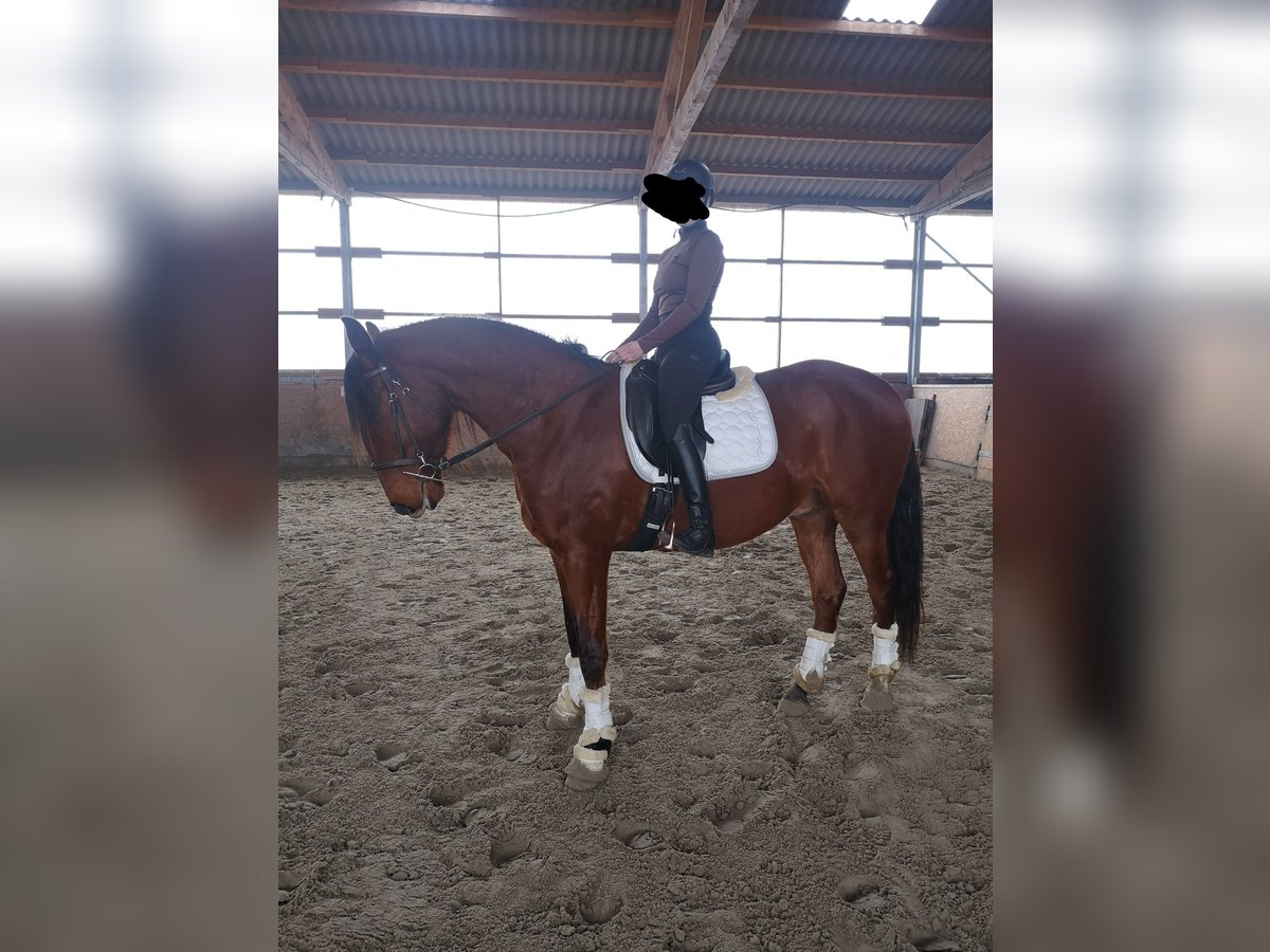 Lusitano Gelding 5 years 16,2 hh Brown in Sassenburg