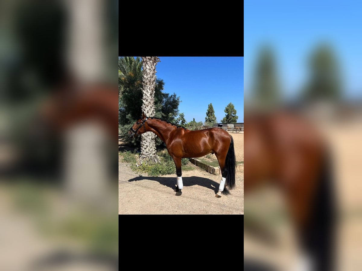 Lusitano Mix Gelding 5 years 16 hh Chestnut in Algorfa