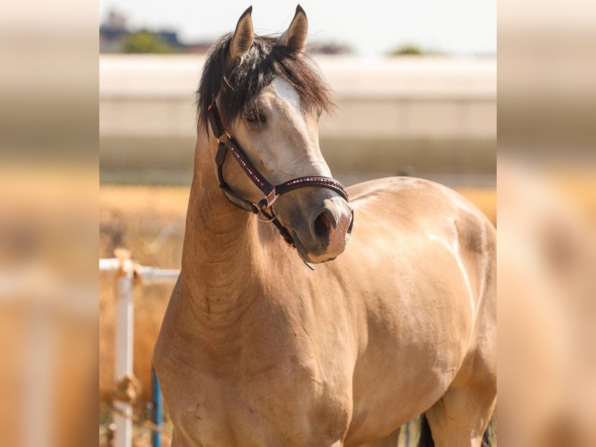 Lusitano Gelding 5 years 16 hh Dun in Alcorcon