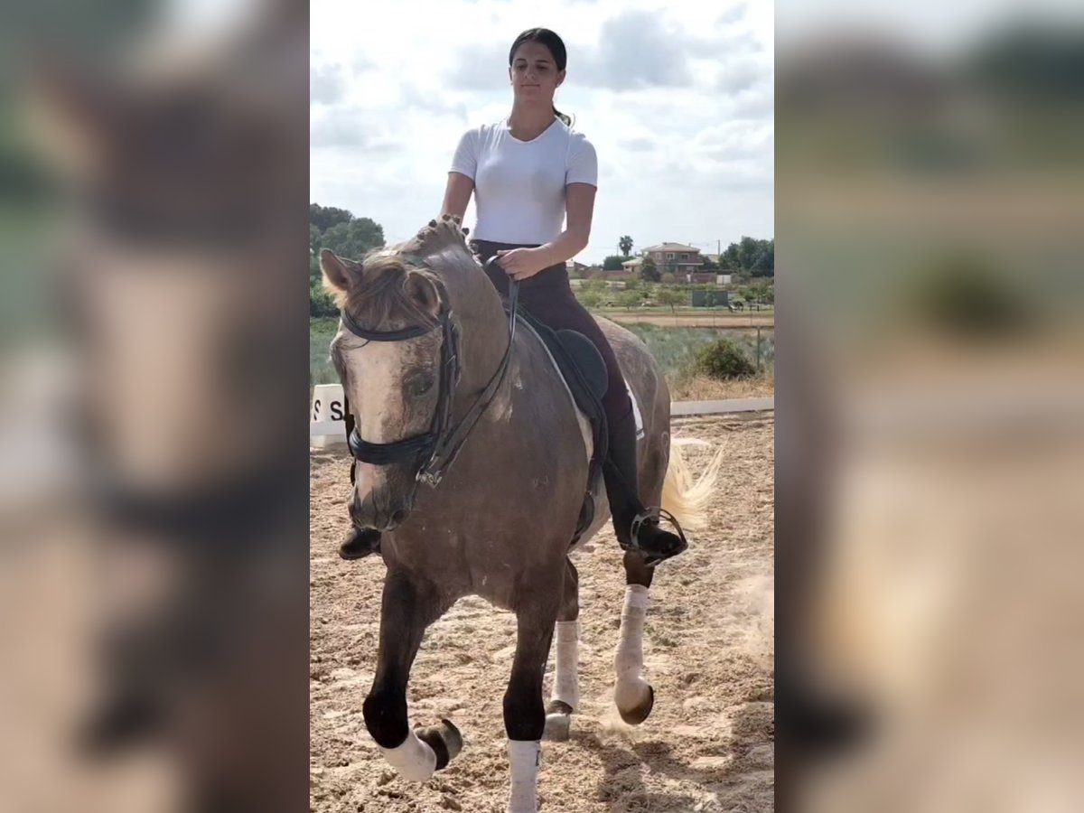 Lusitano Gelding 5 years 16 hh Gray-Dapple in Martfeld