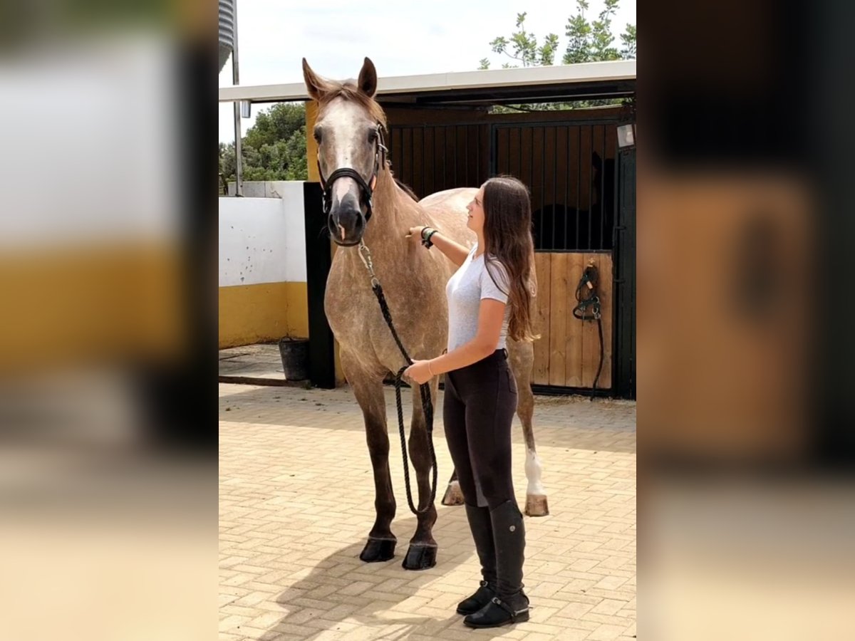 Lusitano Gelding 5 years 16 hh Grey-Dapple in Martfeld