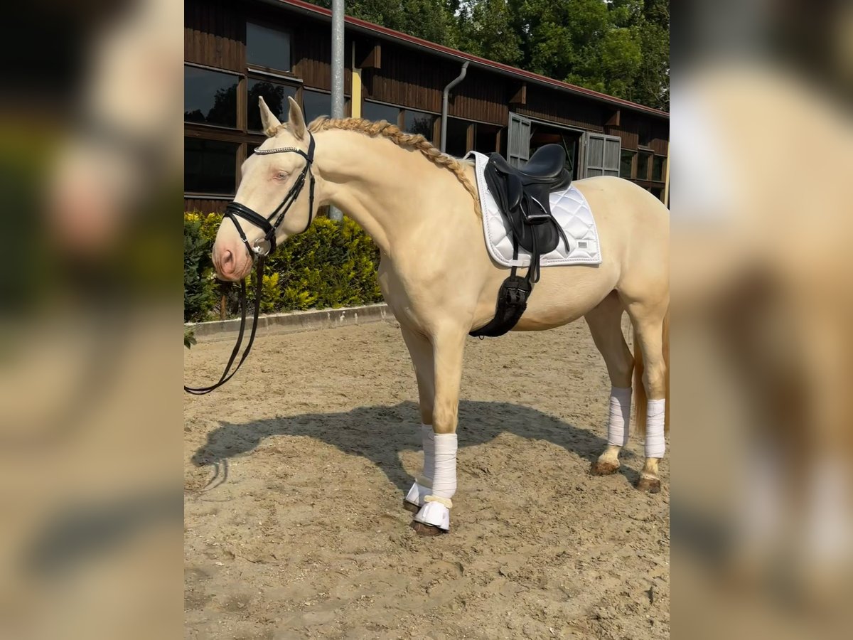 Lusitano Gelding 5 years 16,1 hh Cremello in Ludwigsfelde