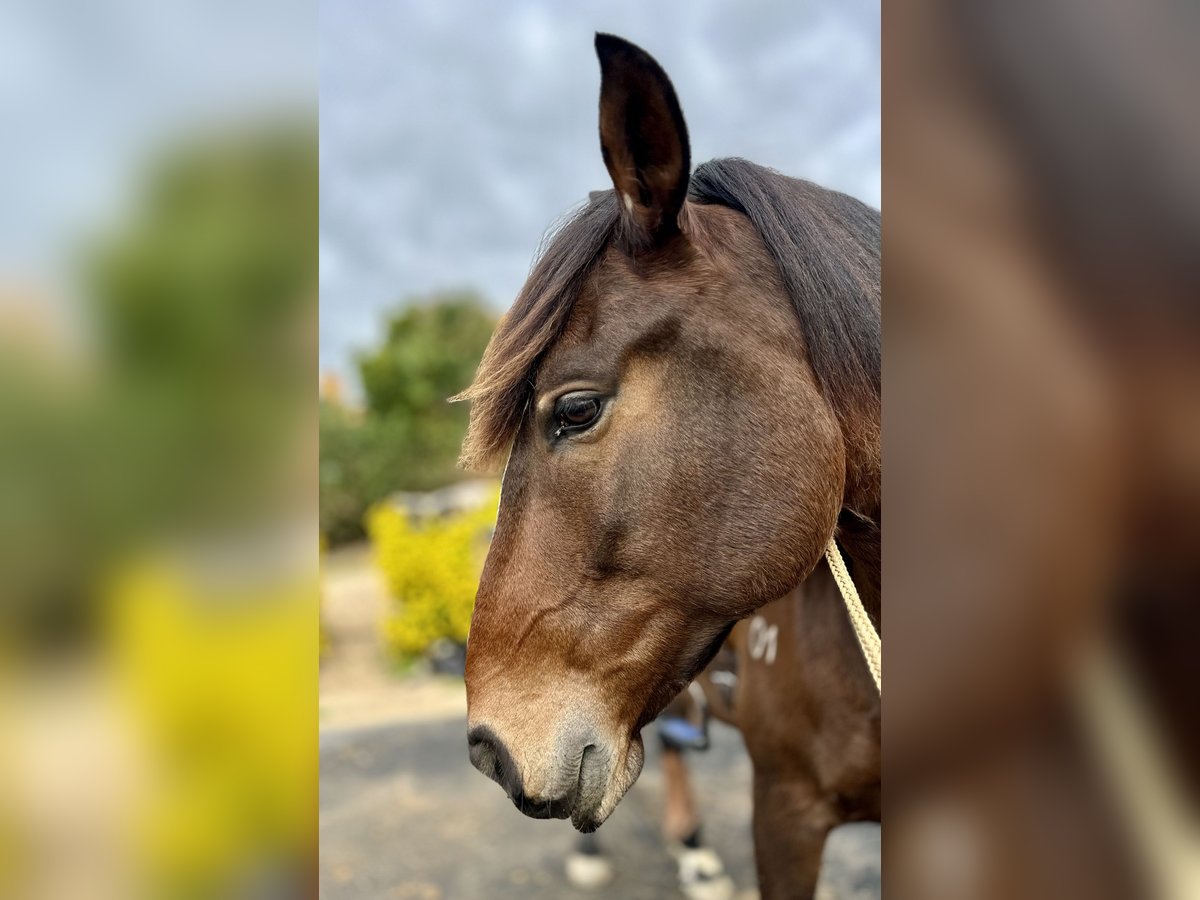 Lusitano Gelding 6 years 15,3 hh Bay-Dark in Encarnação