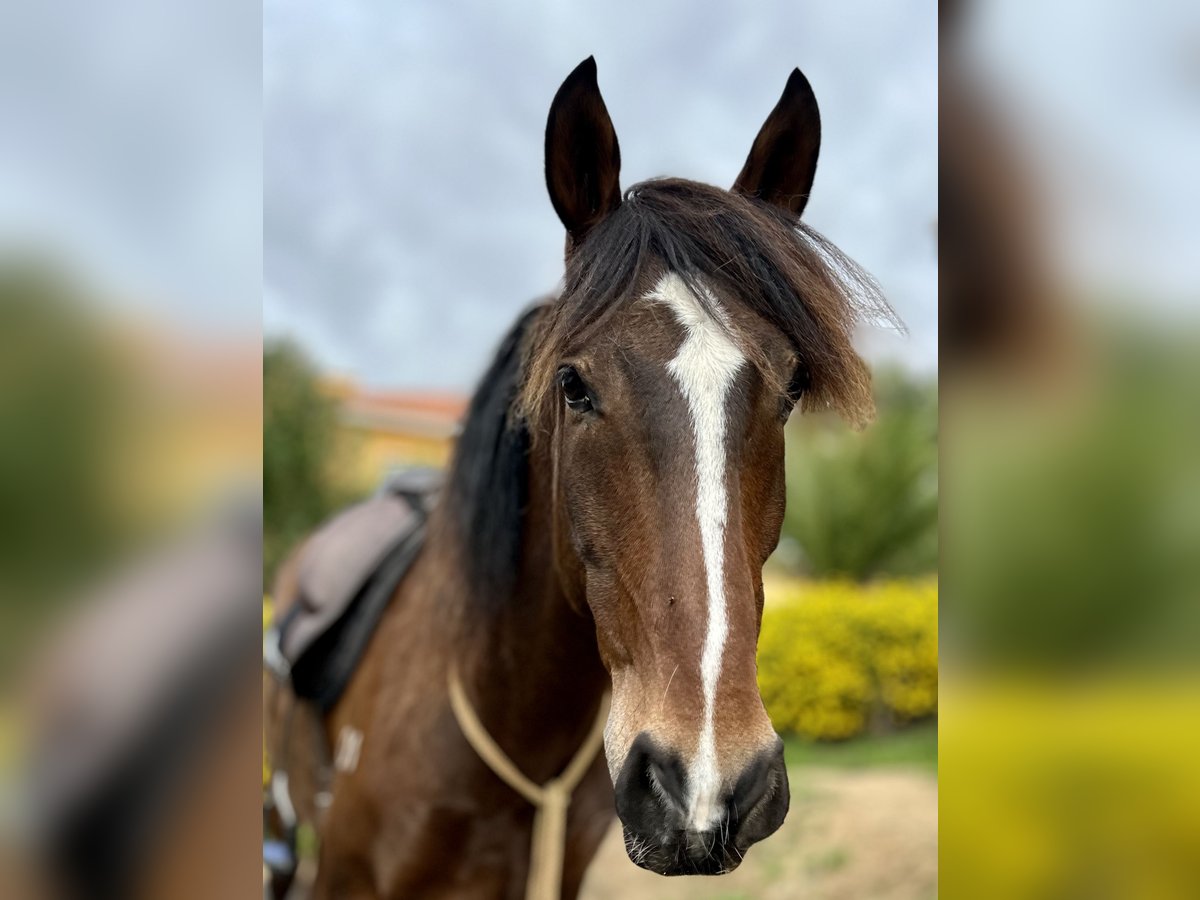 Lusitano Gelding 6 years 15,3 hh Bay-Dark in Encarnação