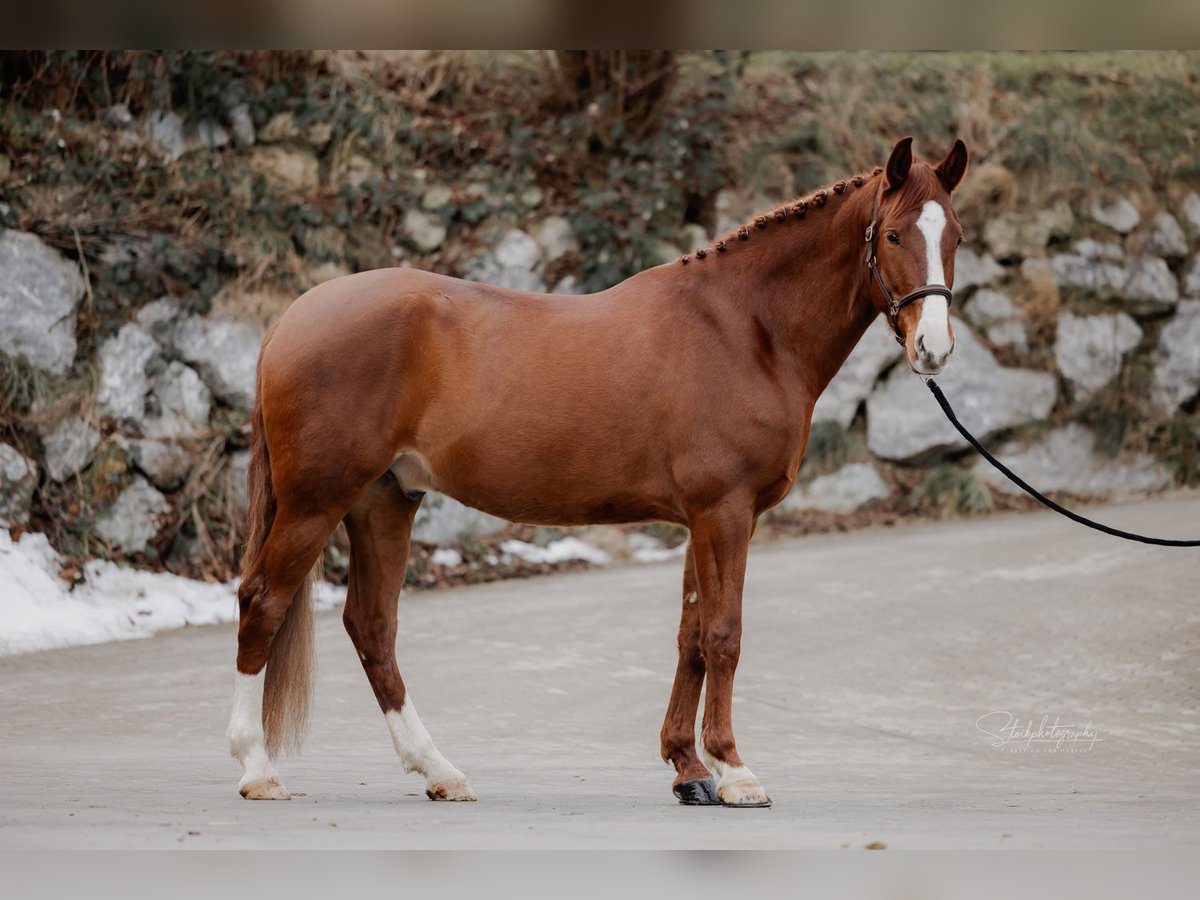 Lusitano Mix Gelding 6 years 15,3 hh Chestnut-Red in Tuntenhausen