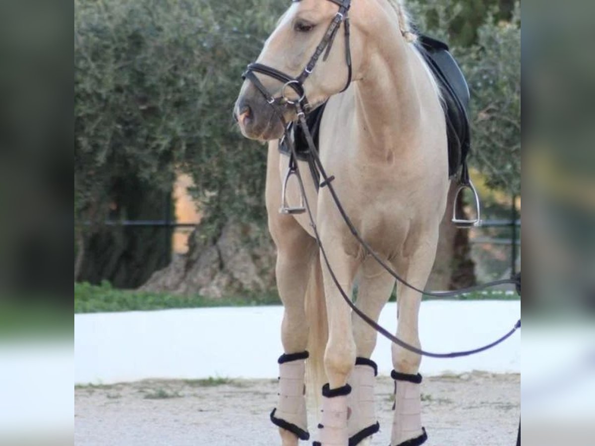 Lusitano Gelding 6 years 15,1 hh in Sabadell Lusitano Gelding 6 years 15,1 hh in Sabadell