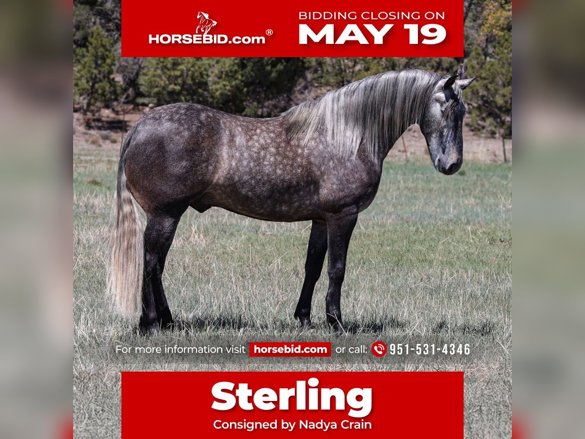 Lusitano Gelding 6 years 15,1 hh Gray-Dapple in Camp Verde, AZ
