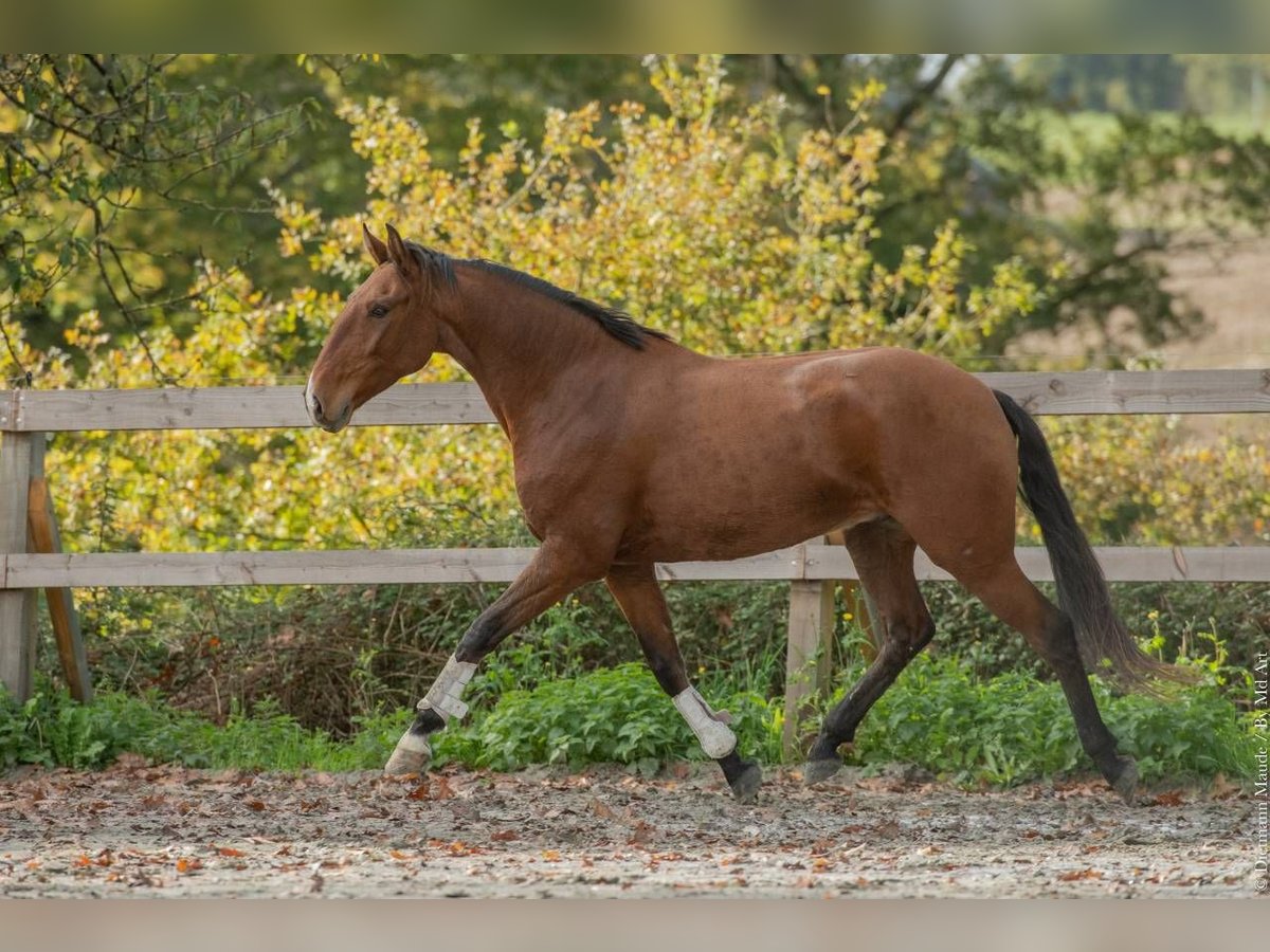 Lusitano Gelding 6 years 15,3 hh Brown in Saint-Malon-sur-Mel