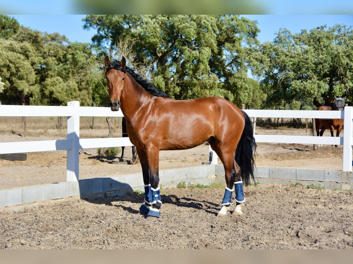 Lusitano Mix Gelding 6 years 16,1 hh Brown in Arruda dos Vinhos