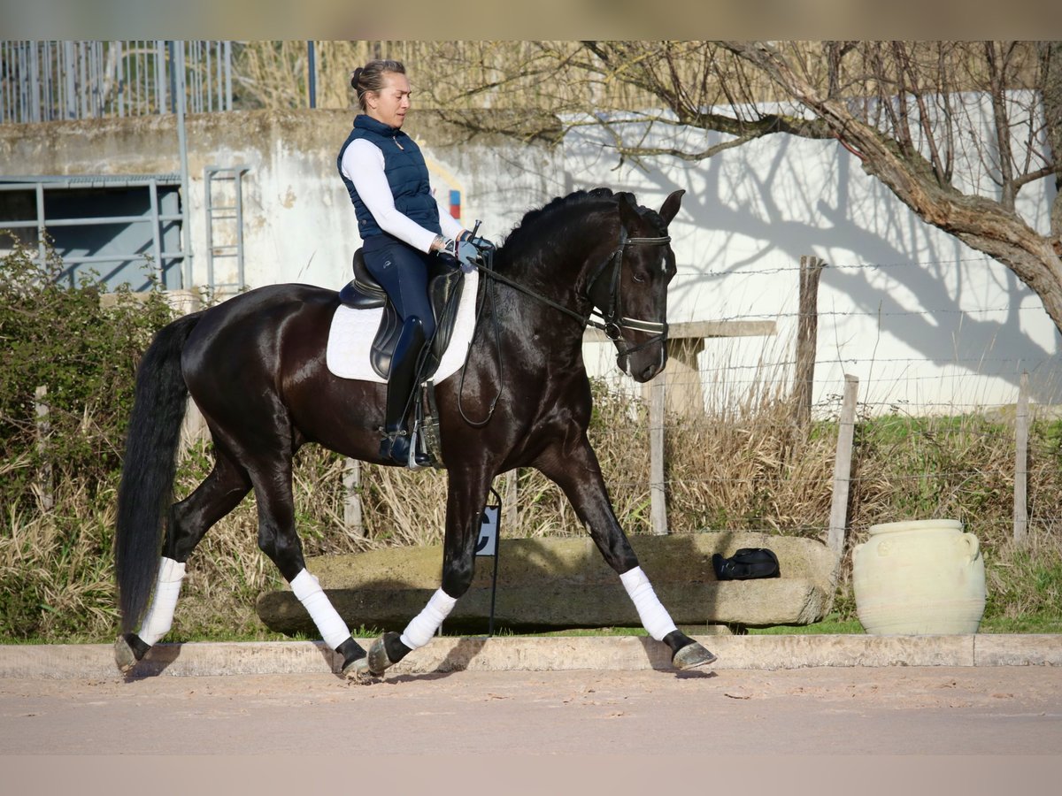 Lusitano Gelding 6 years 16 hh Black in Arles