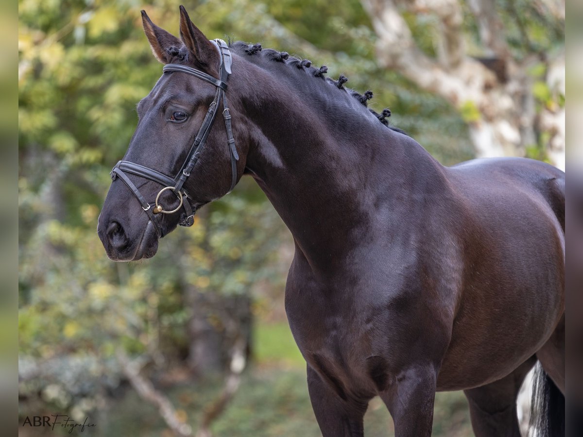 Lusitano Gelding 6 years 16 hh Black in Mezio, Viseu