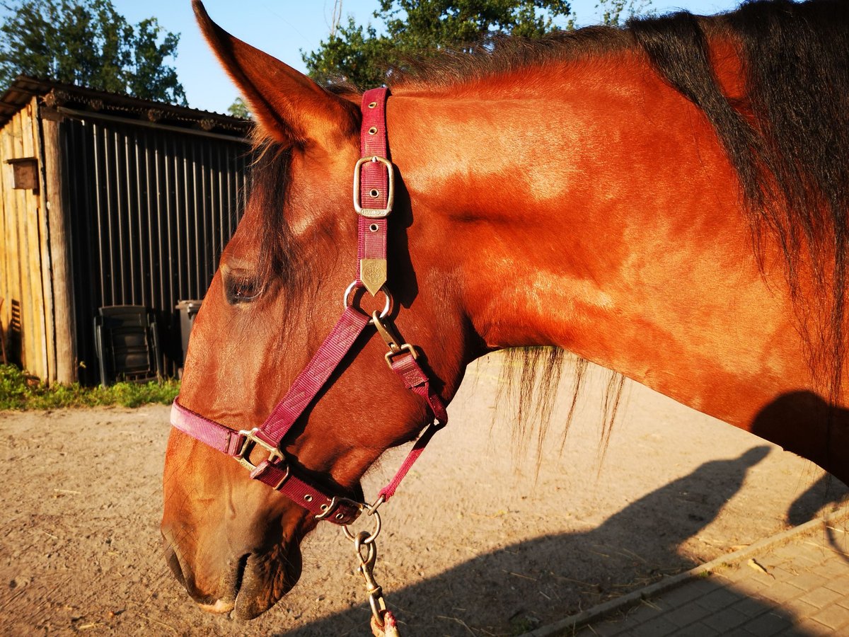 Lusitano Gelding 6 years 16,2 hh Brown in Sassenburg