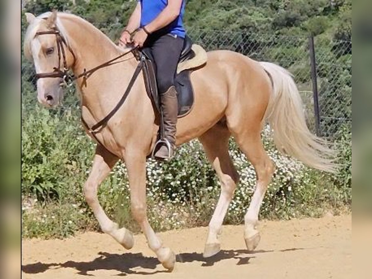 Lusitano Mix Gelding 7 years 14,3 hh Dun in Benamahoma