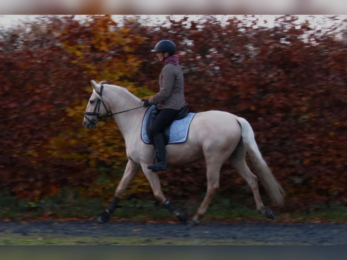 Lusitano Gelding 7 years 15,1 hh Palomino in Haussez