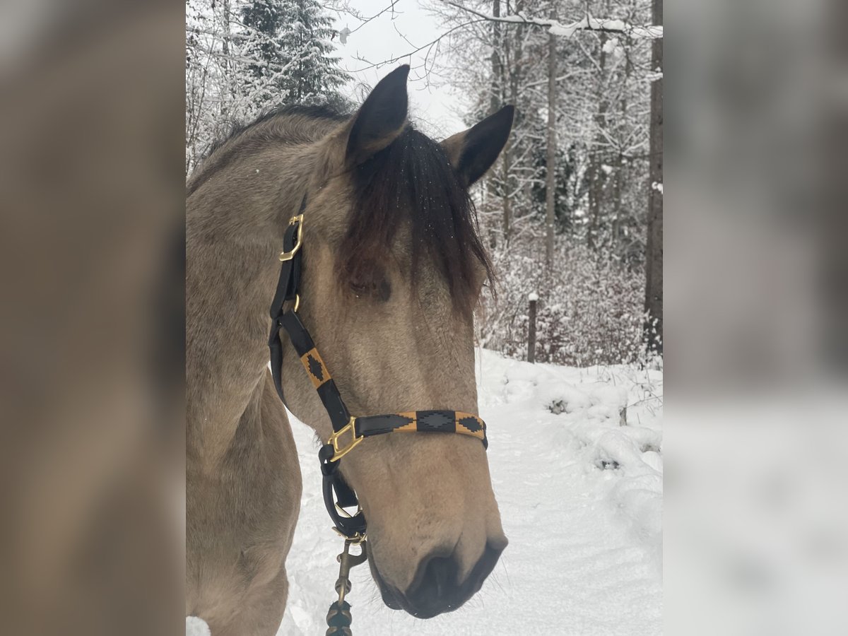 Lusitano Gelding 7 years 15,2 hh Dun in Schwarzach im Pongau