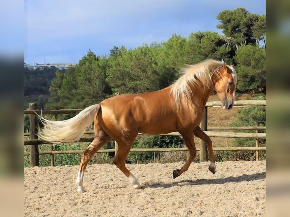 Lusitano Gelding 7 years 15,2 hh Palomino in Ribamar