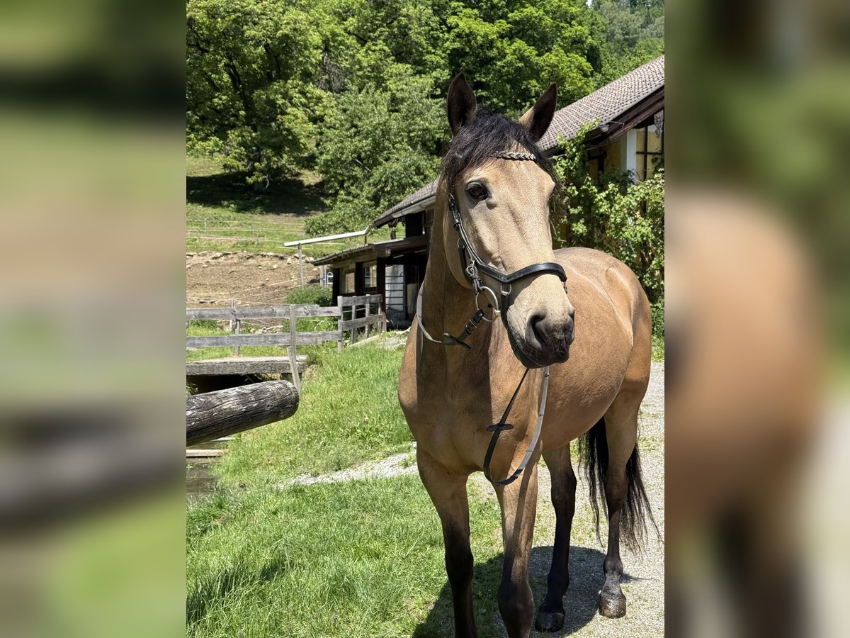 Lusitano Mix Gelding 7 years 15,2 hh Dun in Schwarzach im Pongau