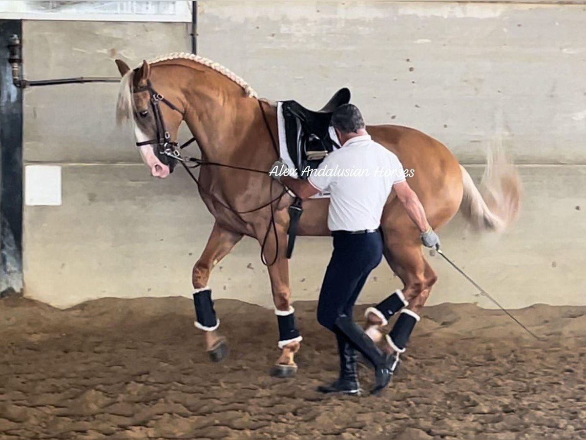 Lusitano Mix Gelding 7 years 16,1 hh Palomino in Sevilla