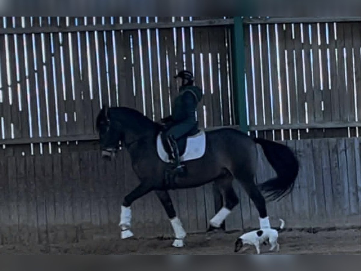 Lusitano Gelding 7 years 16 hh Dun in L&#x27;Hopital Le Grand