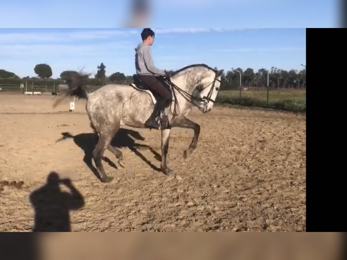 Lusitano Gelding 7 years 16 hh Gray in Galaroza (Huelva)