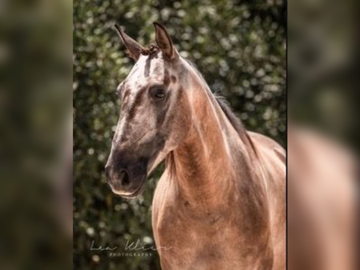 Lusitano Gelding 8 years 14,3 hh Dun in Santarem