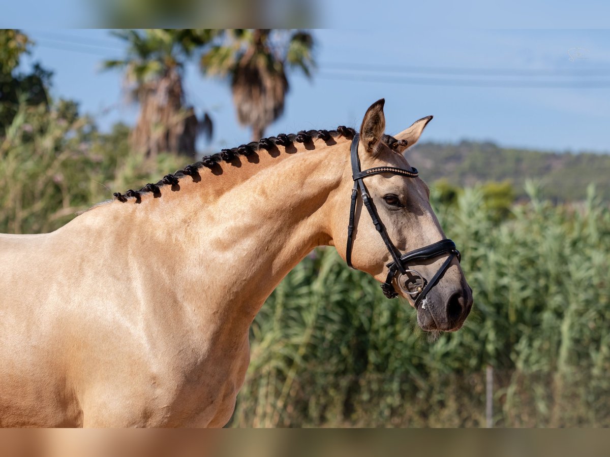 Lusitano Gelding 8 years 15,2 hh Buckskin in Calvia