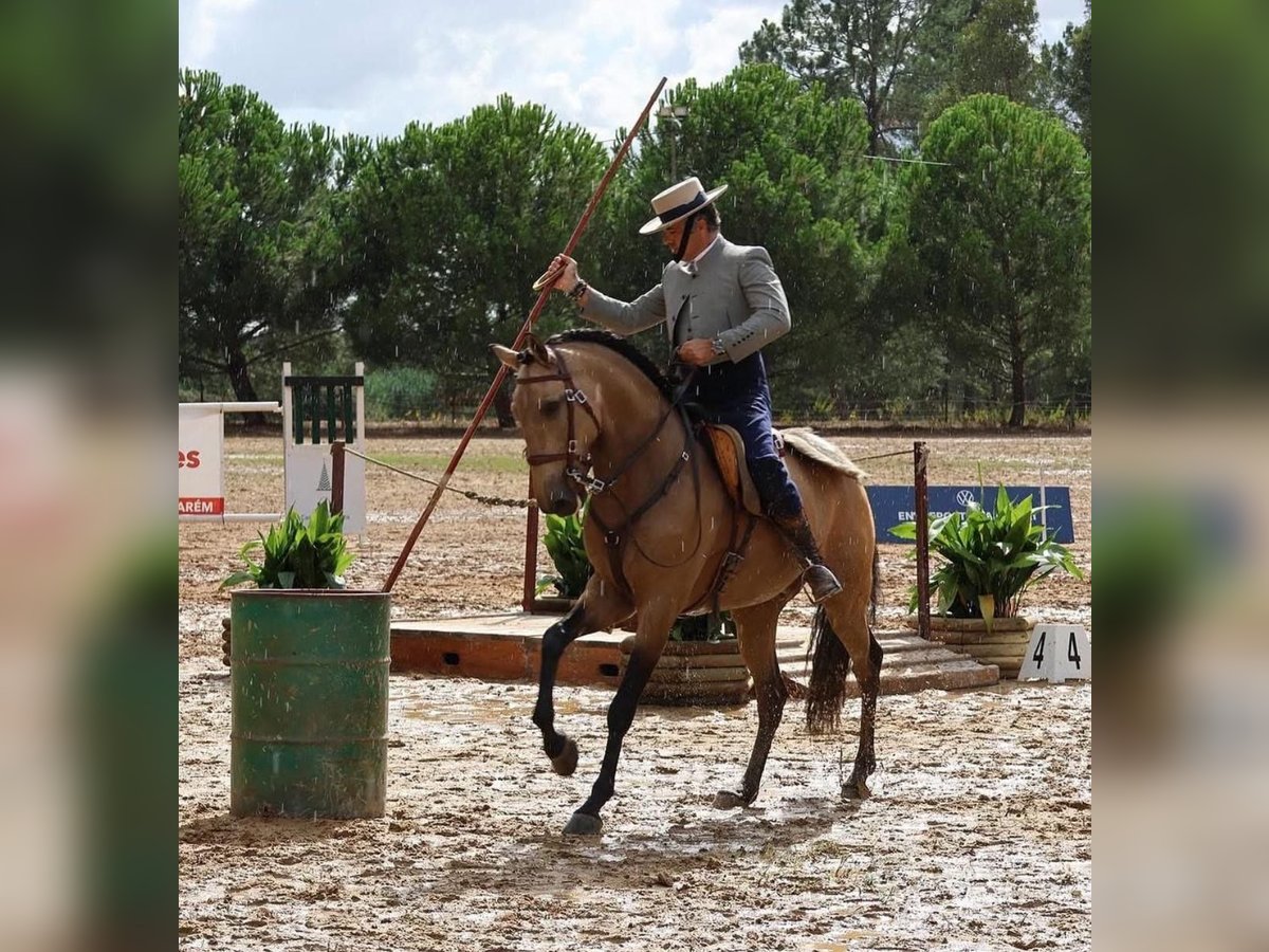 Lusitano Gelding 8 years 15,2 hh Buckskin in Rio-Maior