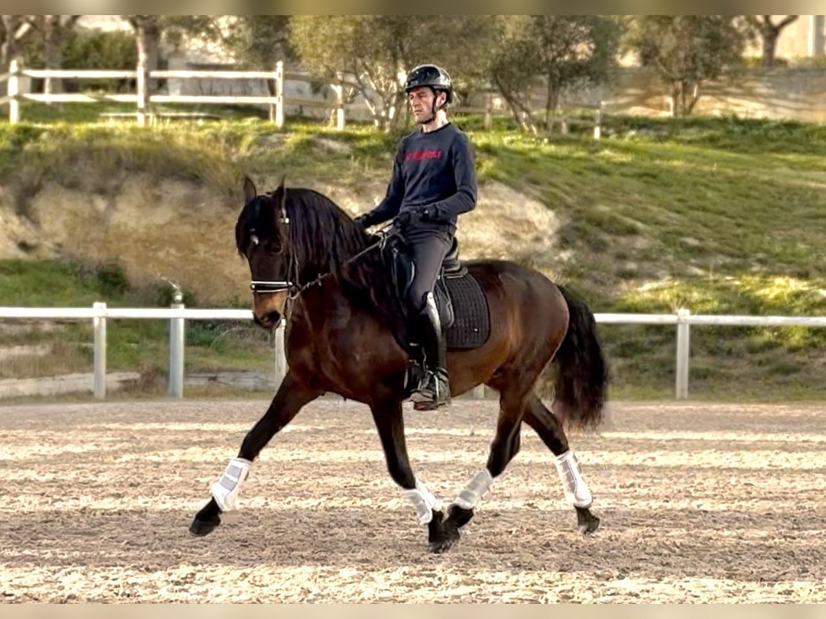 Lusitano Gelding 8 years 15 hh Bay-Dark in Vendres