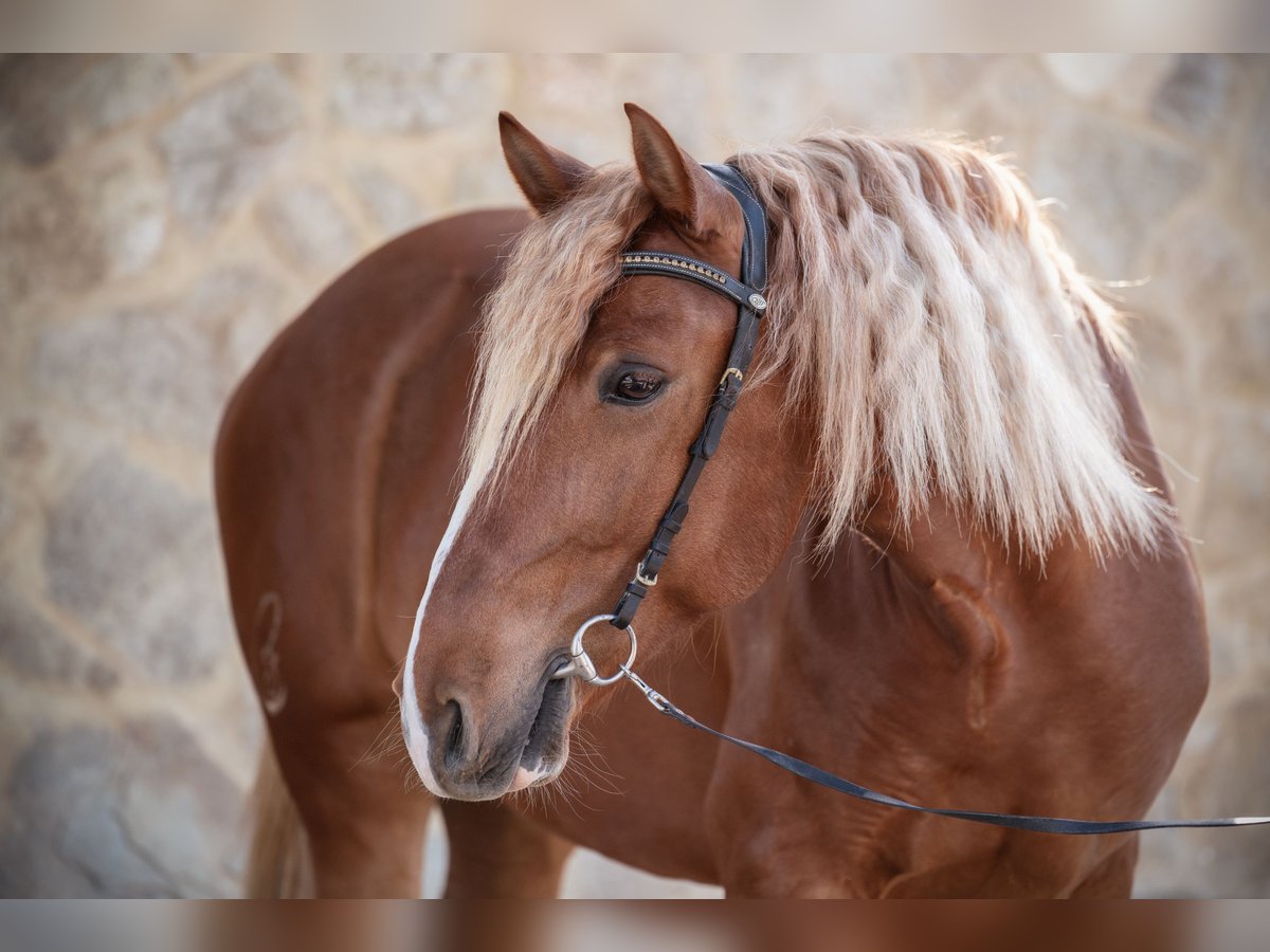 Lusitano Gelding 8 years 15,1 hh Chestnut-Red in Vejer de la Frontera