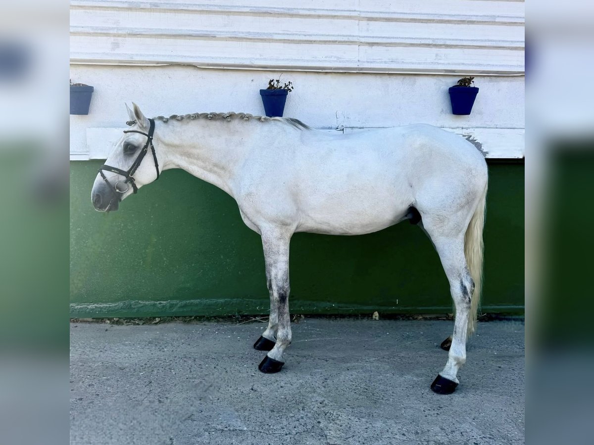 Lusitano Gelding 8 years 15,2 hh White in Cordoba
