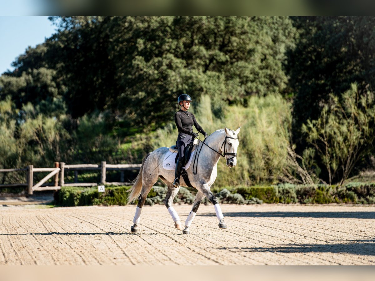 Lusitano Gelding 8 years 16 hh Grey in Montecorto