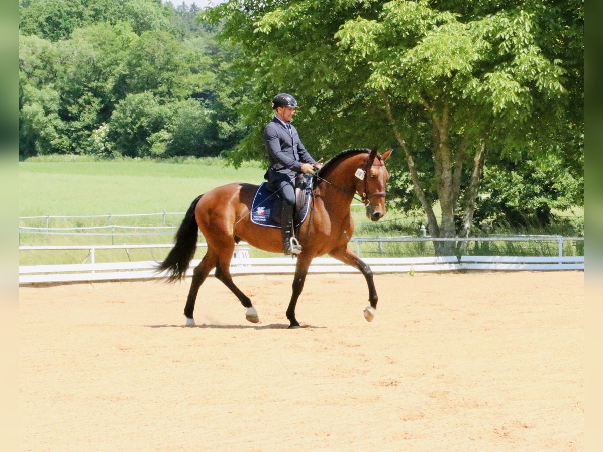 Lusitano Gelding 8 years 16,1 hh Brown in Pfullingen