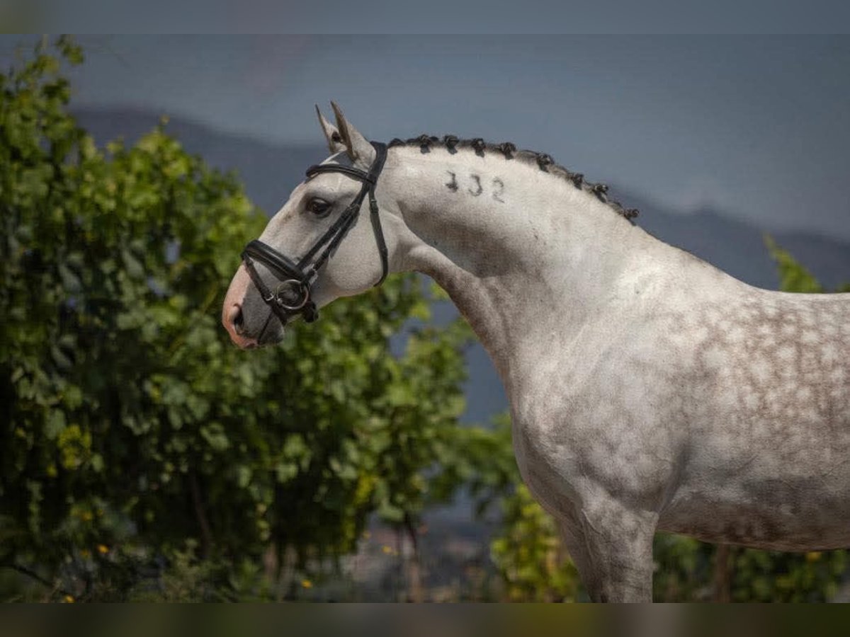Lusitano Gelding 9 years 15,2 hh Grey in Porto
