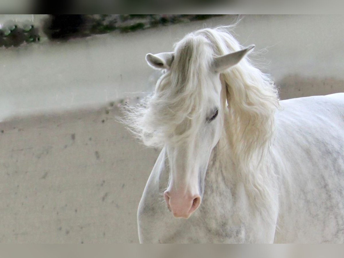 Lusitano Giumenta 10 Anni 158 cm Grigio in Wöllstein