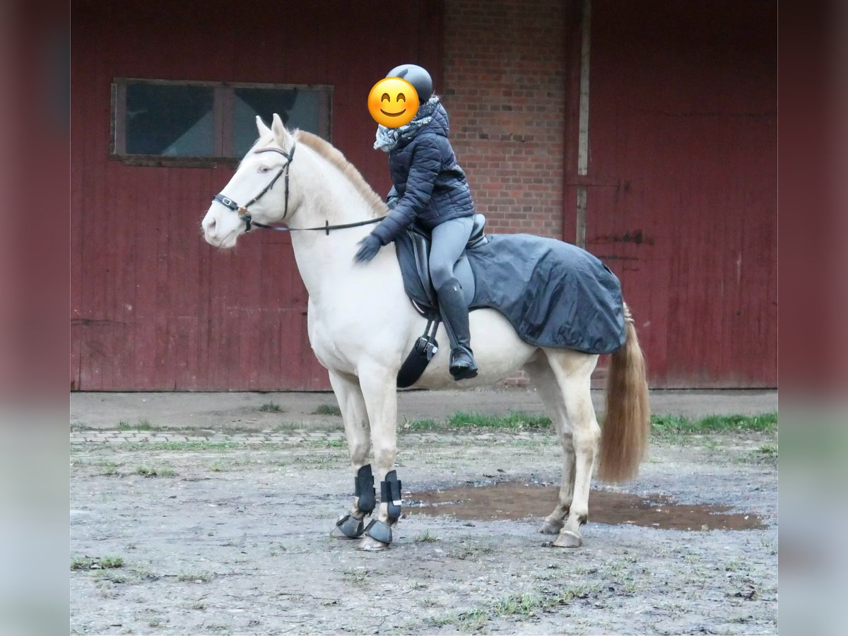 Lusitano Giumenta 10 Anni 160 cm Palomino in Freden (Leine)