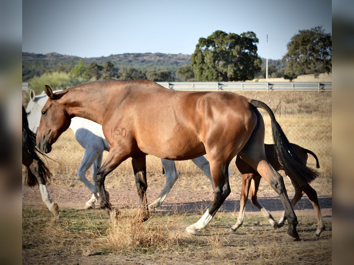 Lusitano Giumenta 10 Anni 166 cm Baio in Valdecaballeros