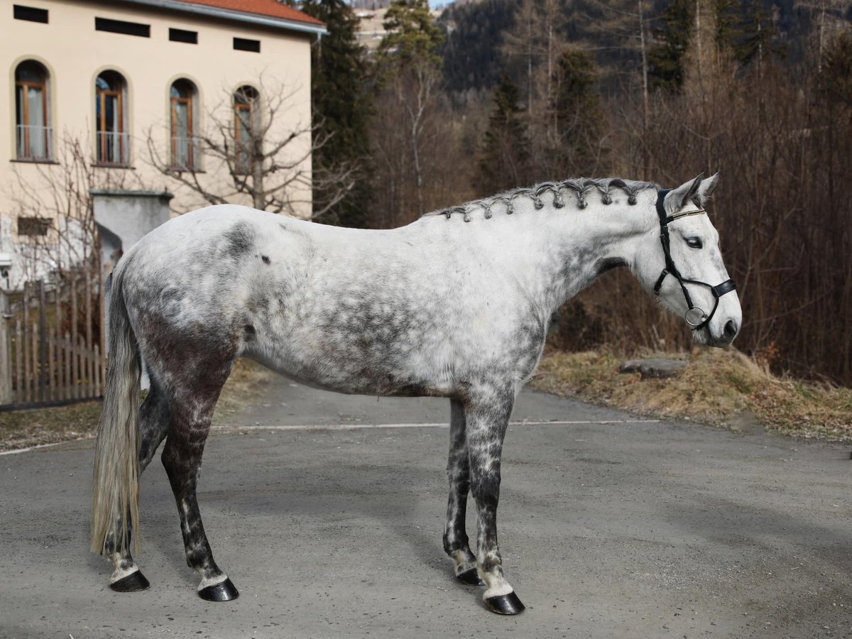 Lusitano Giumenta 10 Anni Grigio pezzato in Pratval