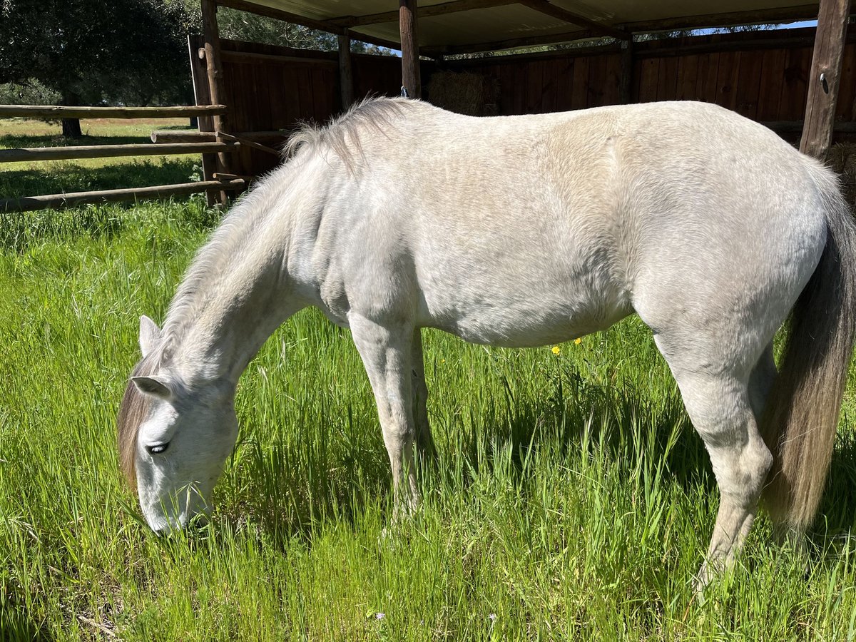Lusitano Giumenta 11 Anni 156 cm Grigio in Pavia