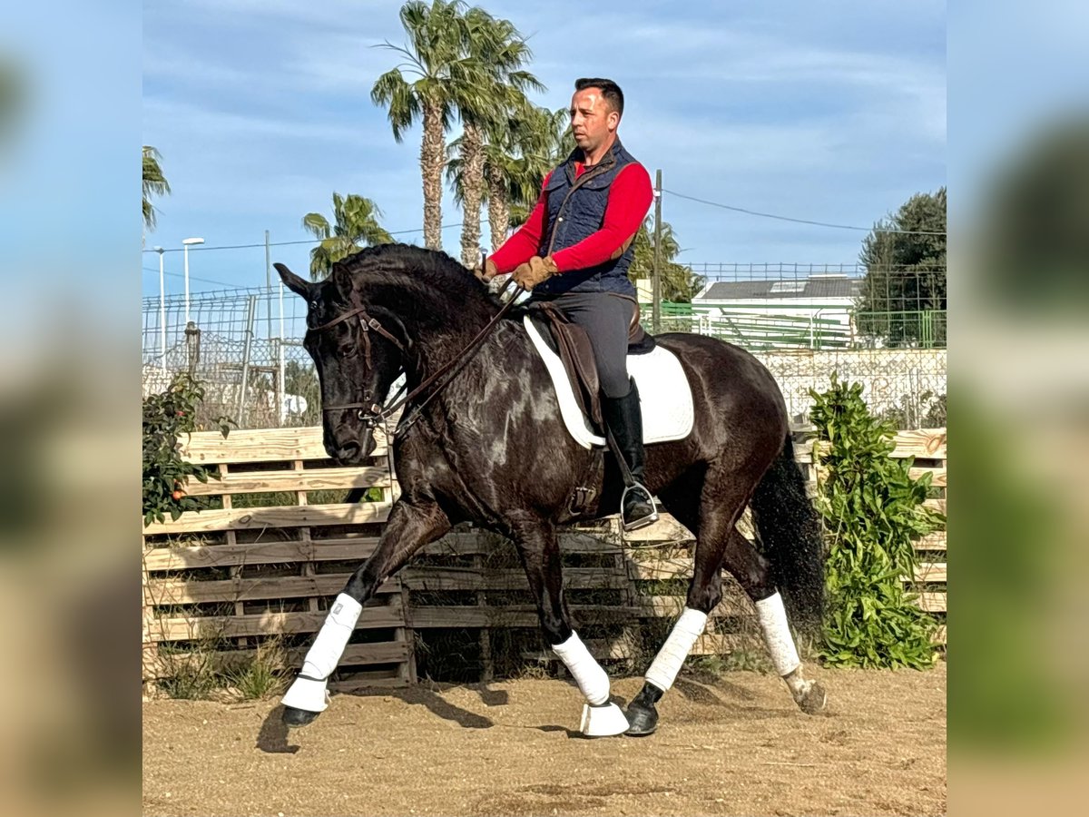 Lusitano Giumenta 12 Anni 161 cm Morello in Martfeld