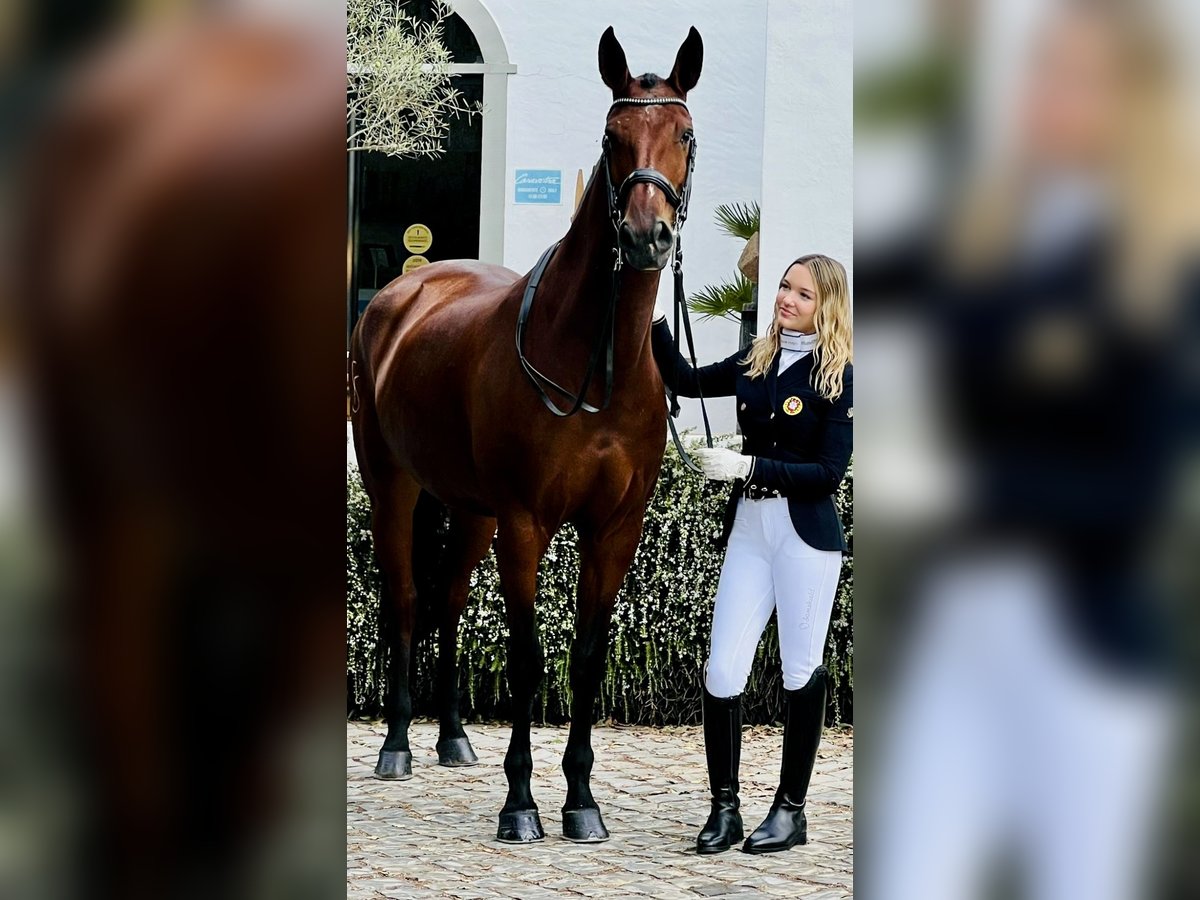 Lusitano Giumenta 12 Anni 165 cm Baio in Ourém