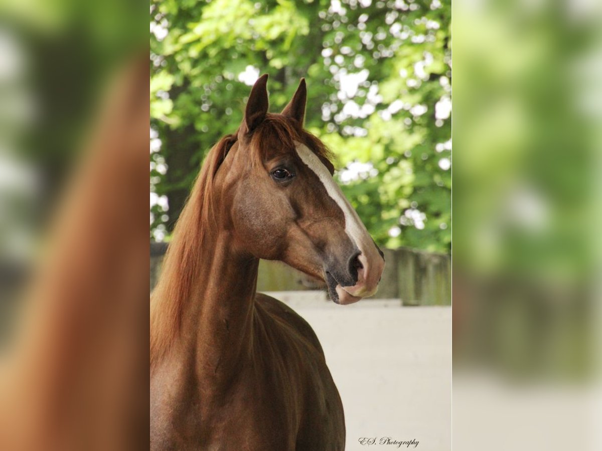 Lusitano Giumenta 13 Anni 157 cm Pearl in Wöllstein