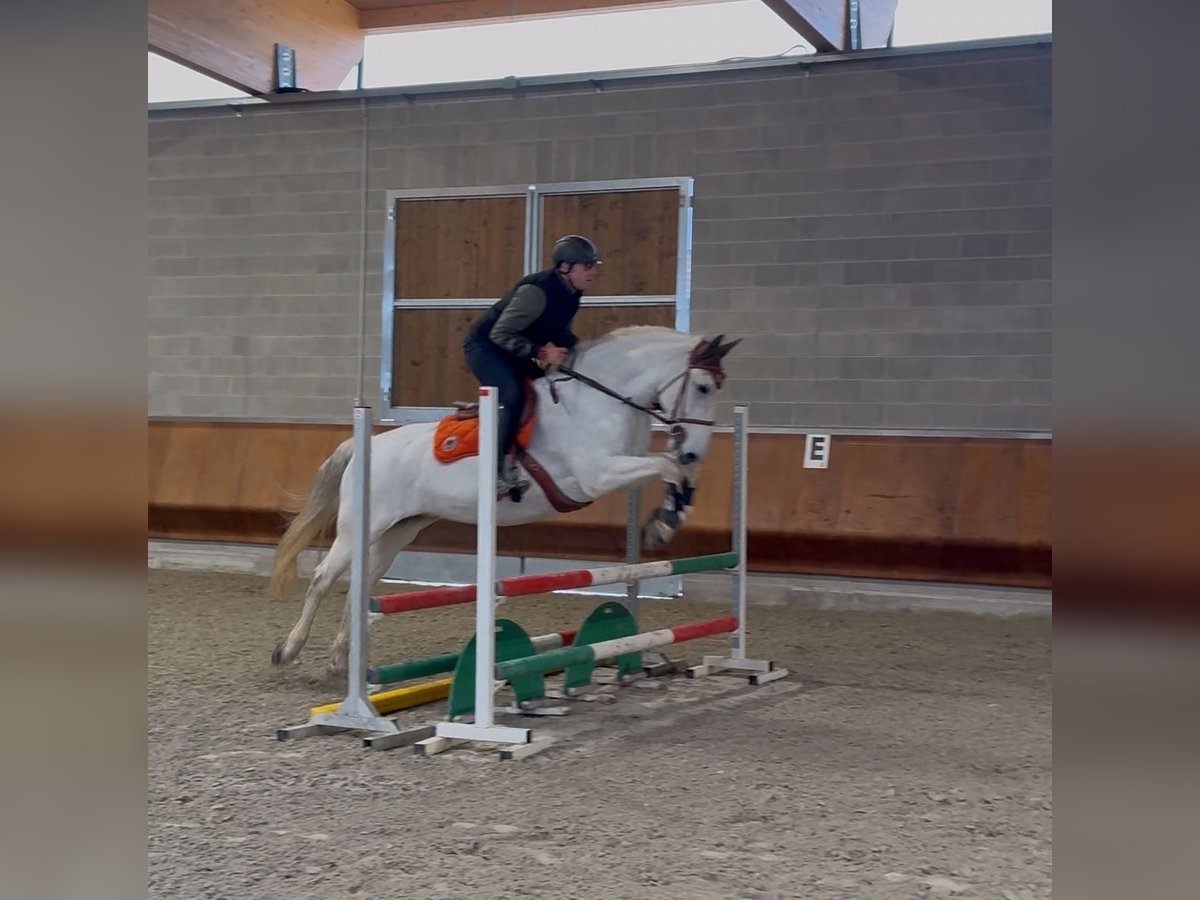 Lusitano Giumenta 13 Anni 160 cm Grigio in Mesero