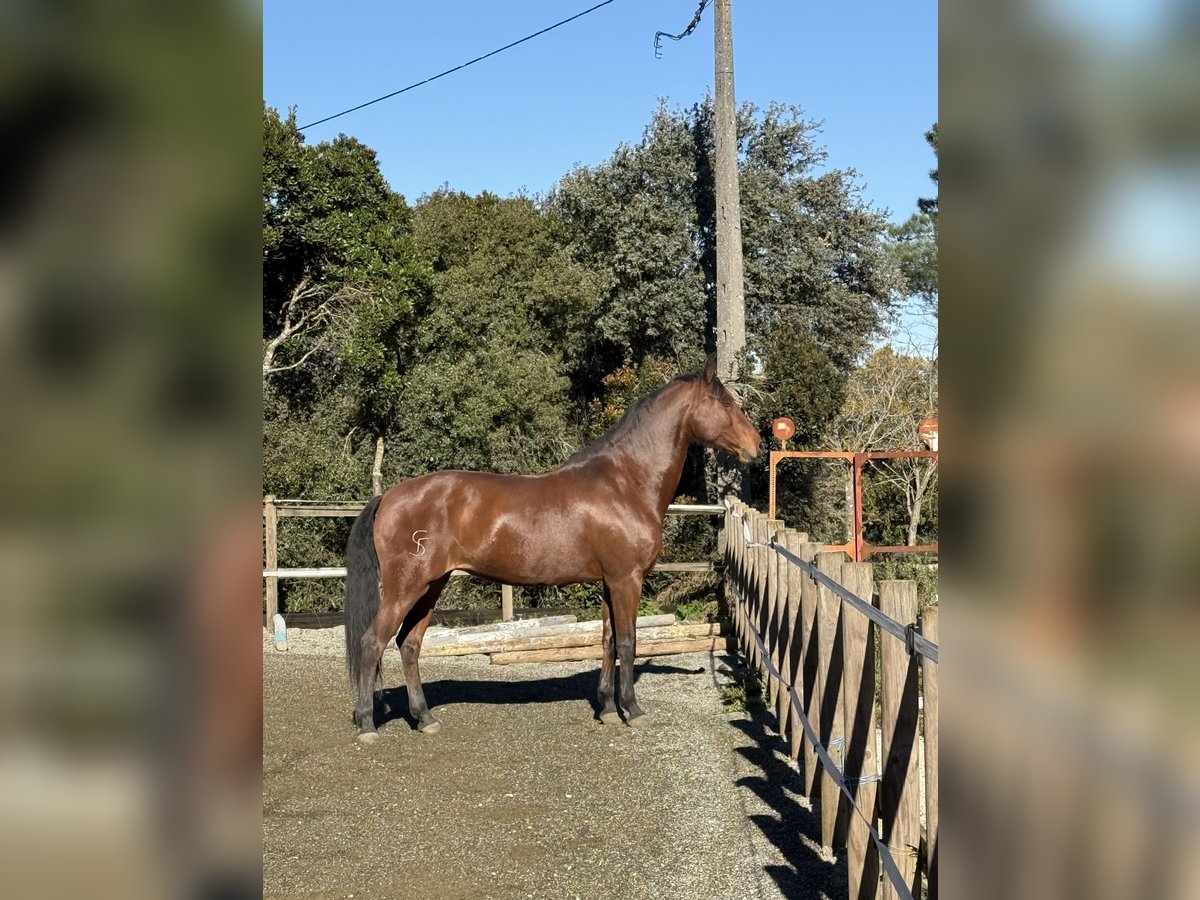 Lusitano Giumenta 13 Anni 165 cm Baio in Ourém