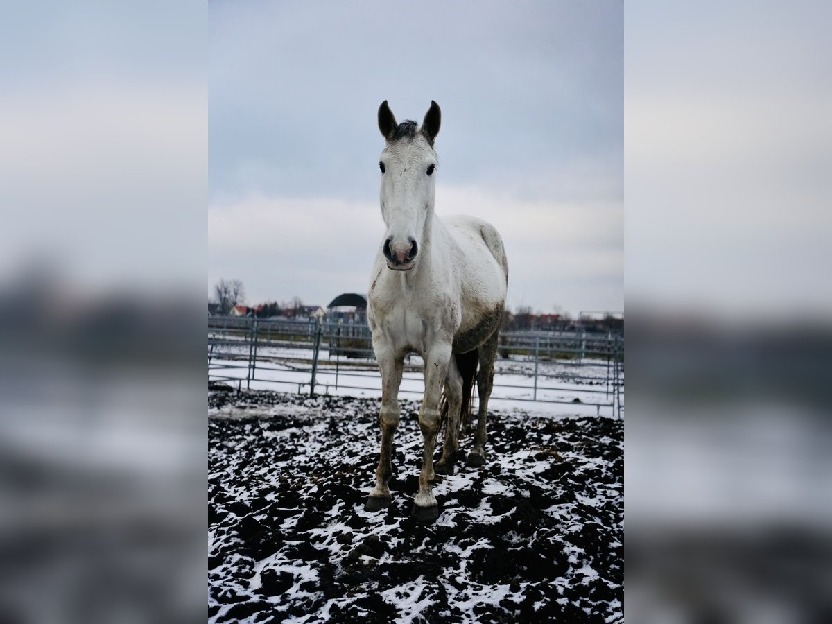 Lusitano Giumenta 13 Anni 165 cm Grigio in Adlkofen