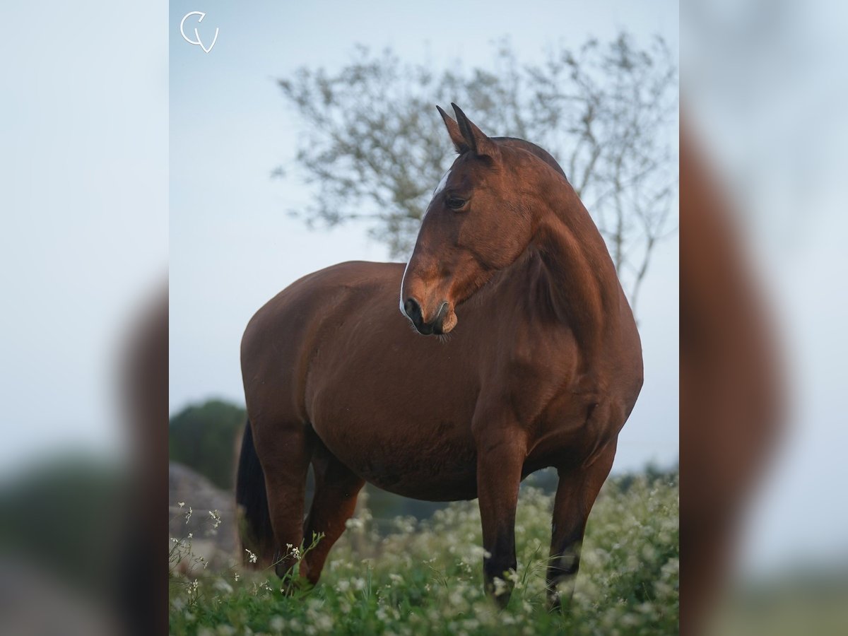 Lusitano Giumenta 14 Anni 164 cm Baio ciliegia in Agua Derramada