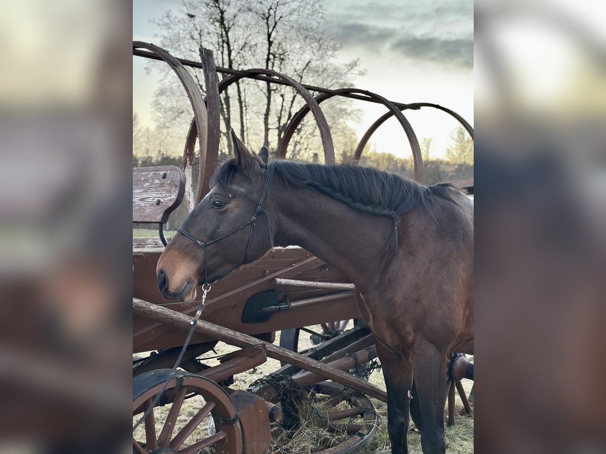 Lusitano Giumenta 15 Anni 161 cm Baio in Weßling