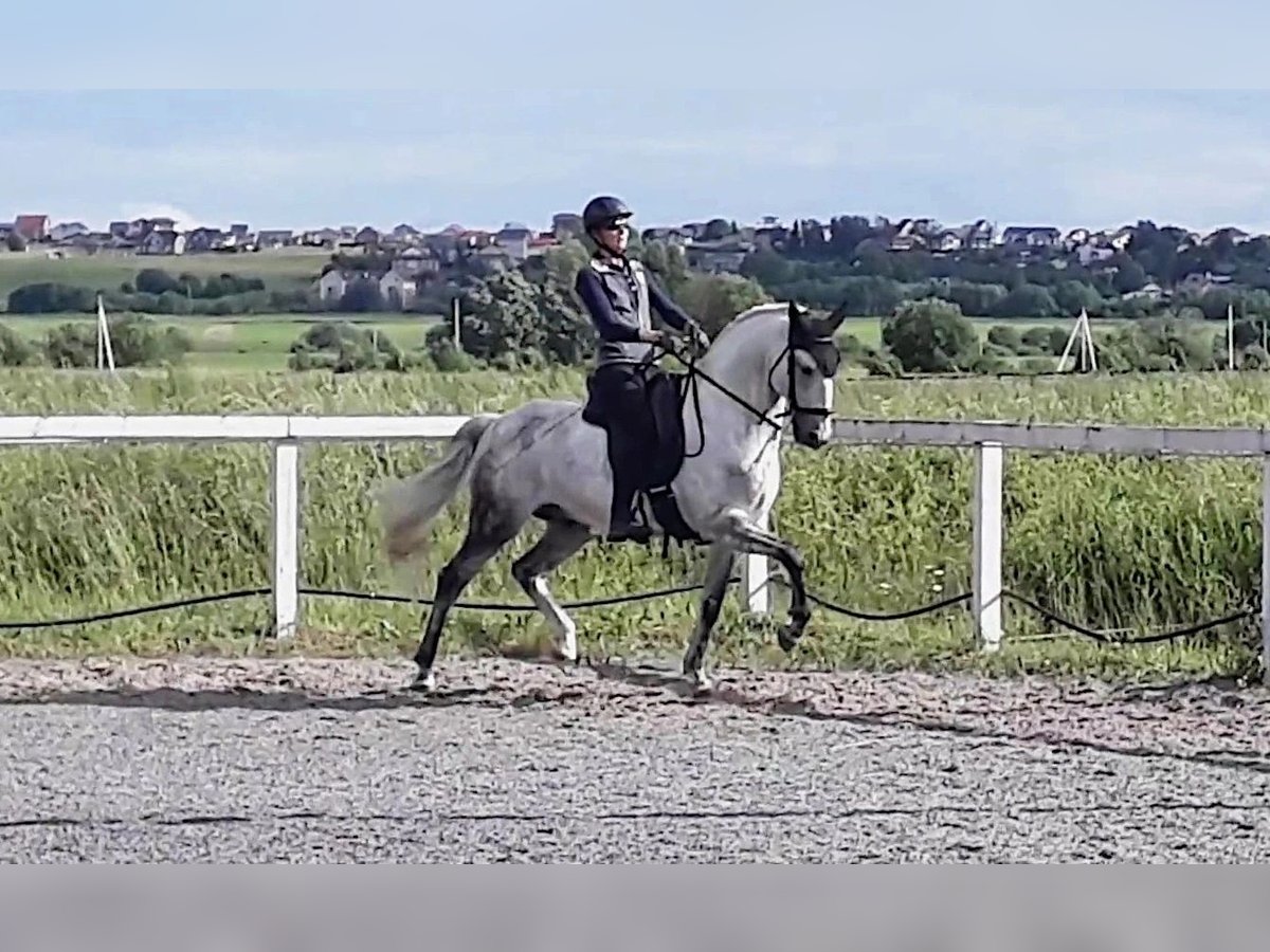 Lusitano Giumenta 15 Anni 162 cm Grigio in &#1042;&#1072;&#1096;&#1080;&#1085;&#1075;&#1090;&#1086;&#1085;