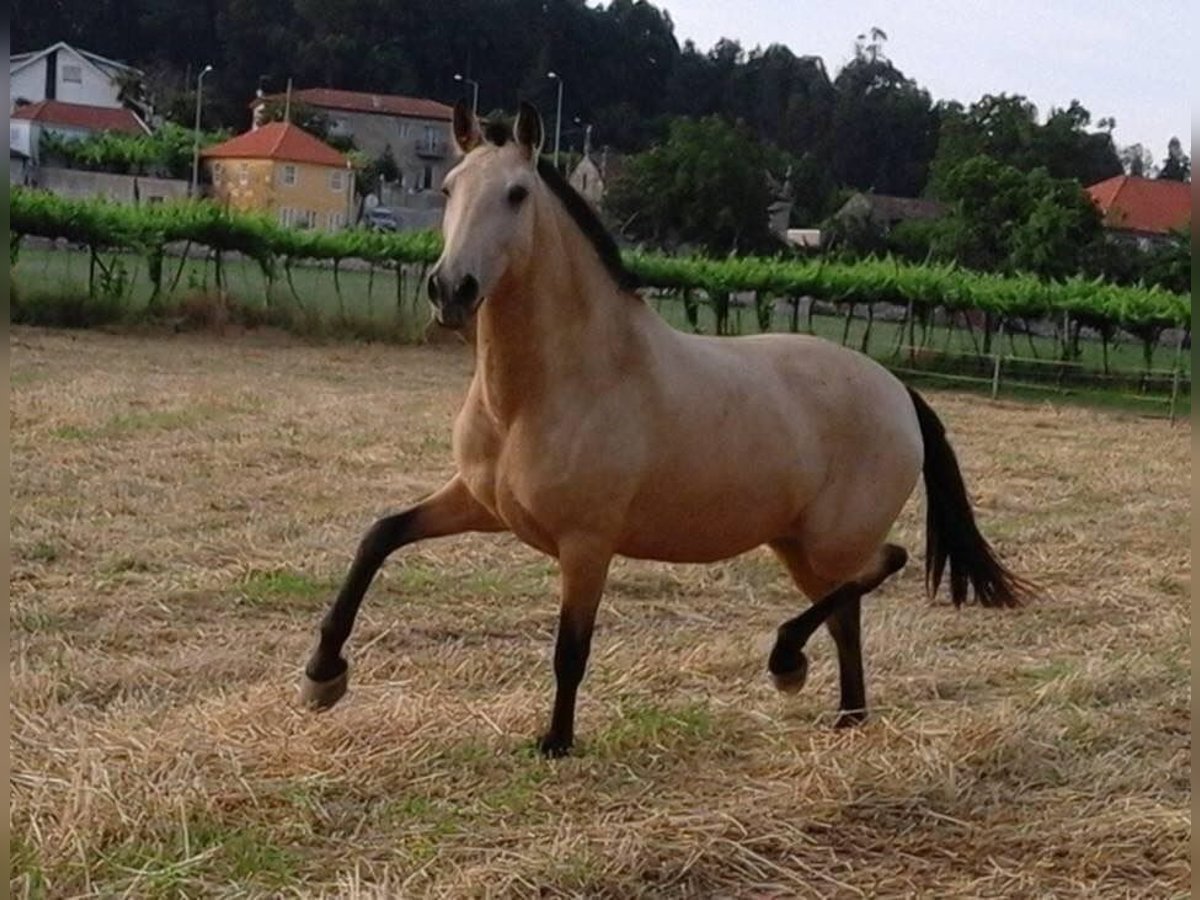 Lusitano Giumenta 15 Anni 162 cm Pelle di daino in Porto