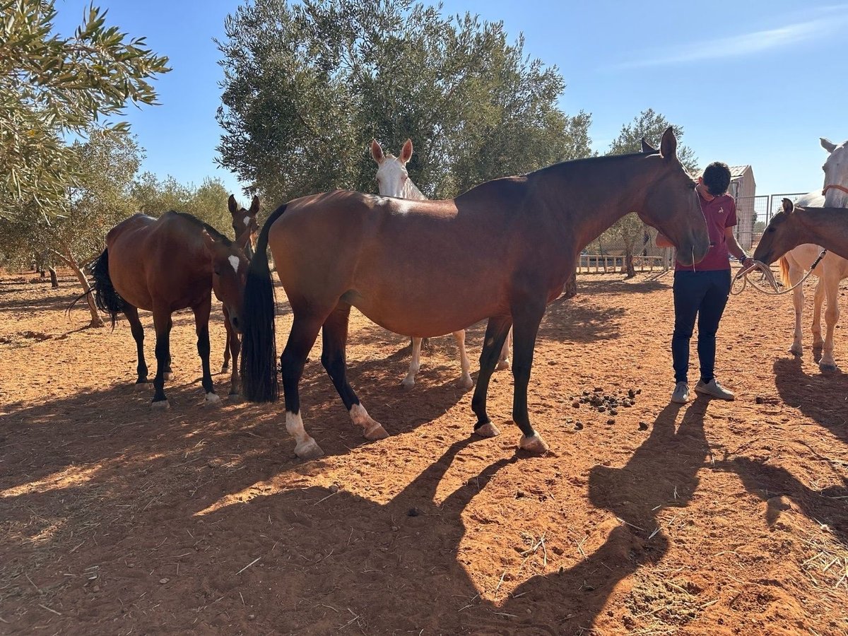 Lusitano Giumenta 15 Anni 165 cm Baio ciliegia in Badajoz