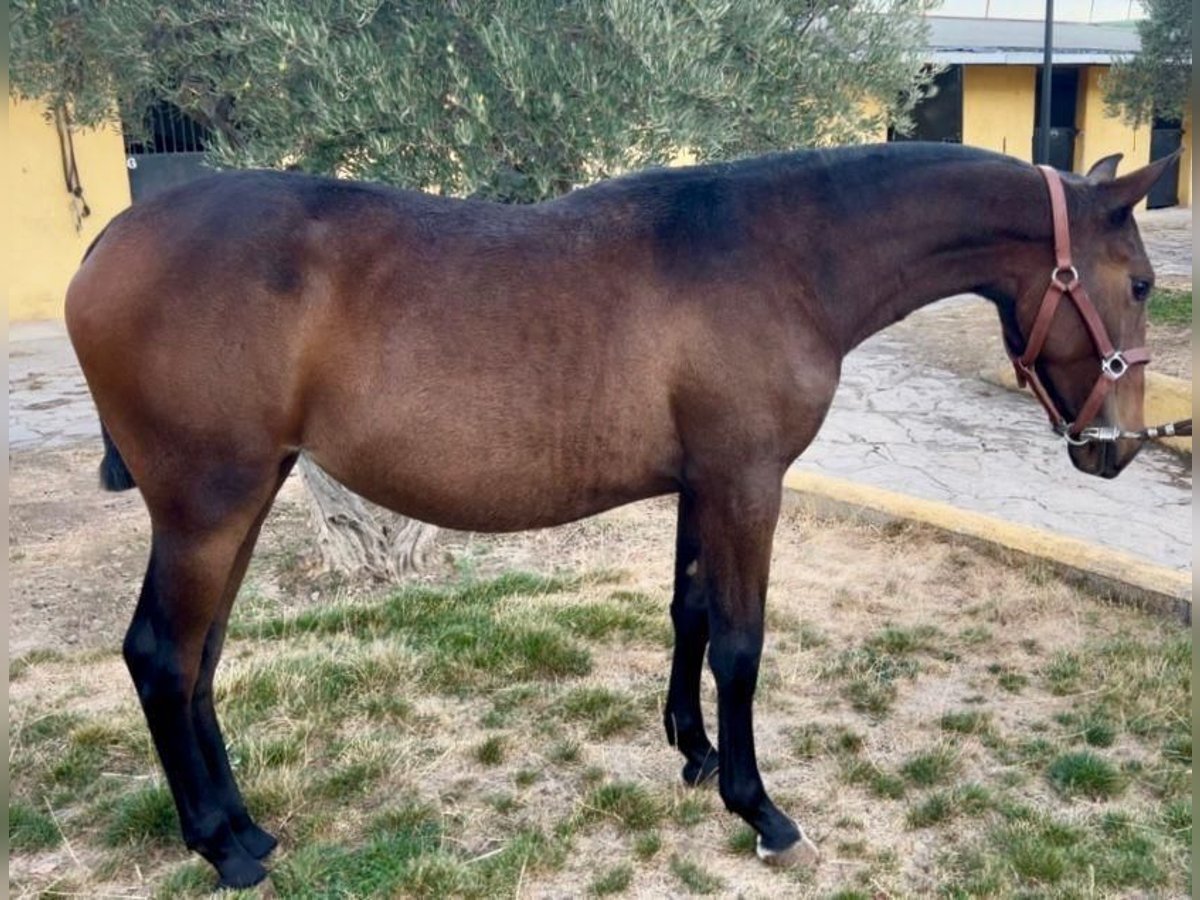 Lusitano Mix Giumenta 1 Anno 155 cm Baio in Buitrago De Lozoya